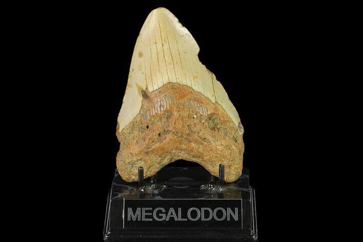 Fossil Megalodon Tooth - North Carolina #124924